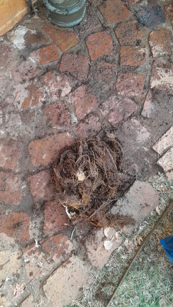 Emergency drain unblocking in Balfour Park – 24/7 call-out