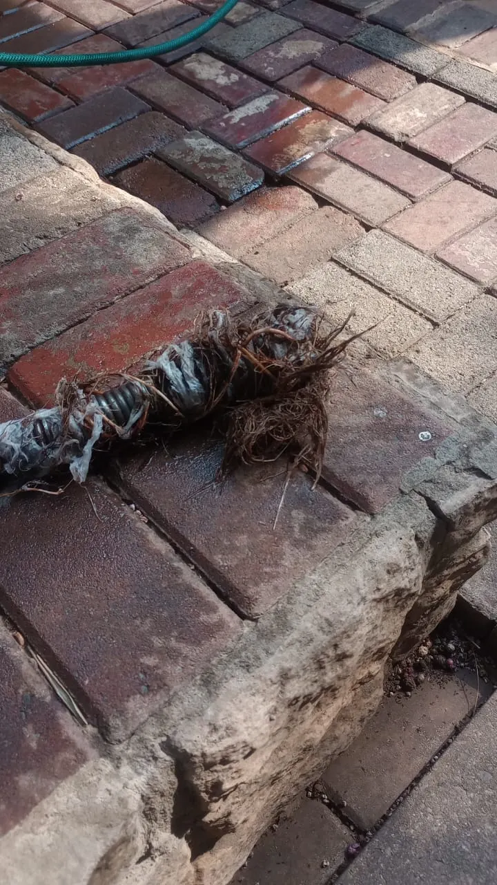 Blocked drain cleaning in Rietgat – severe blockage removed